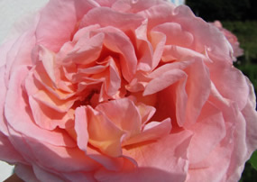 Rose rosarium uetersen